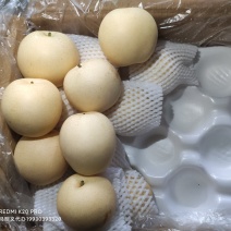 【推荐】河北梨果生产基地:皇冠梨