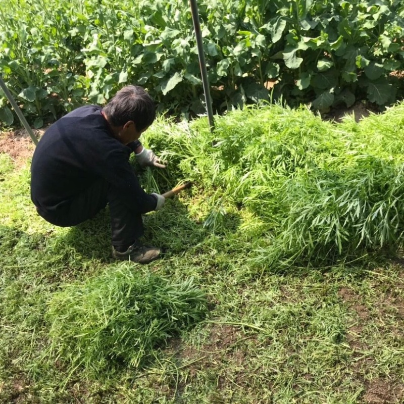 新鲜藜蒿去叶去根芦蒿杆泥蒿当天采摘