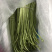 新鲜藜蒿去叶去根芦蒿杆泥蒿当天采摘