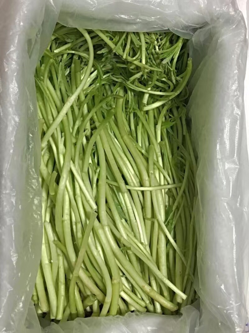 新鲜藜蒿去叶去根芦蒿杆泥蒿当天采摘
