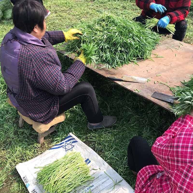 新鲜藜蒿去叶去根芦蒿杆泥蒿当天采摘