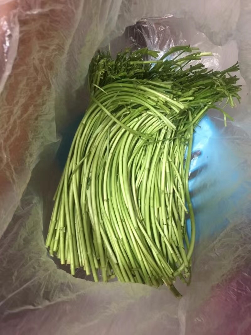 新鲜藜蒿去叶去根芦蒿杆泥蒿当天采摘