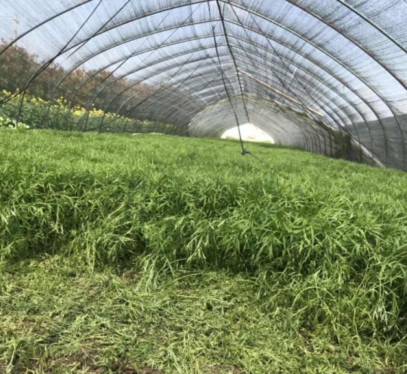 新鲜藜蒿去叶去根芦蒿杆泥蒿当天采摘