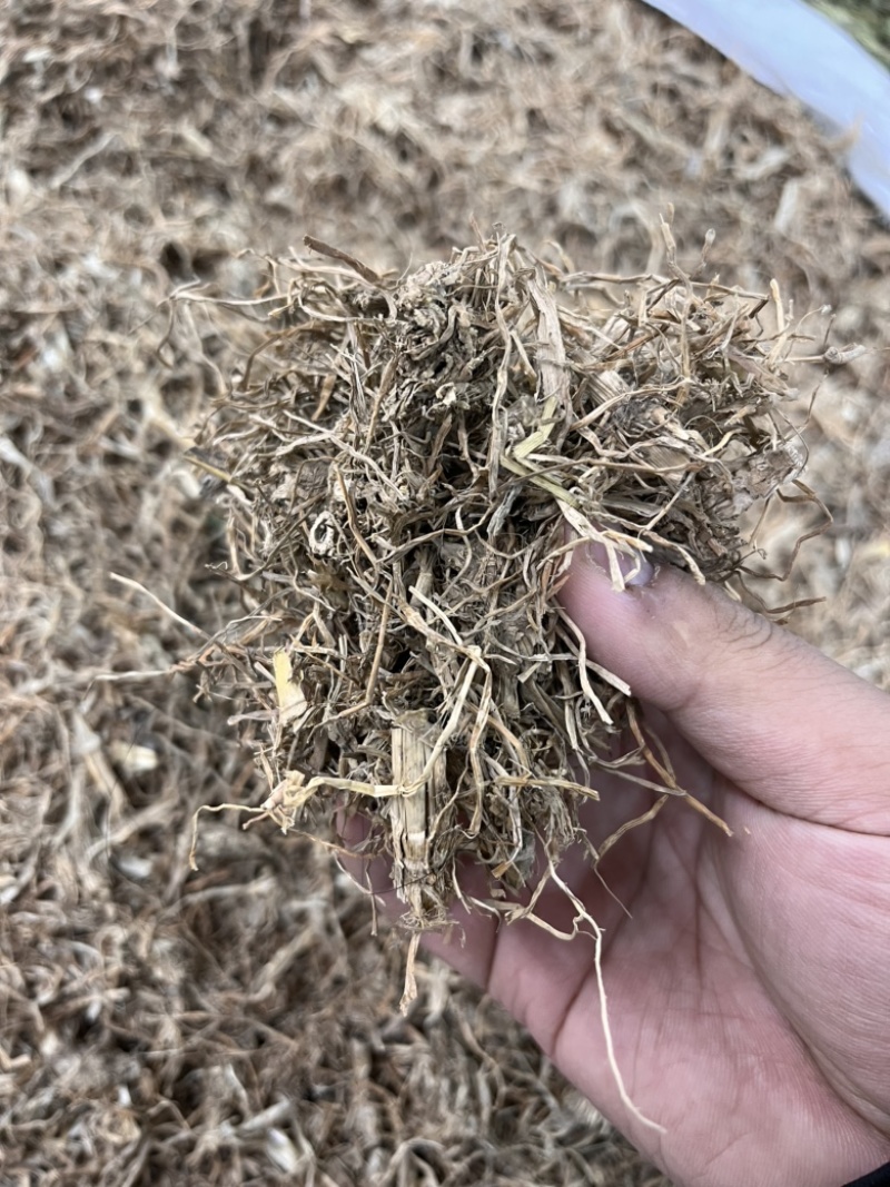 冷背中药糯稻根，中草药糯稻根，无土，无硫，新货批发。