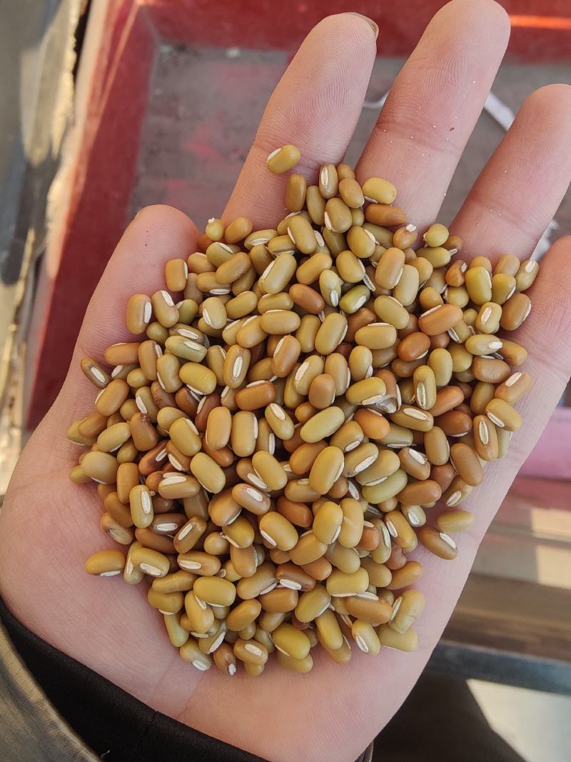 缅甸绿竹豆，青竹豆，大粒包装，小粒包装！商品豆！