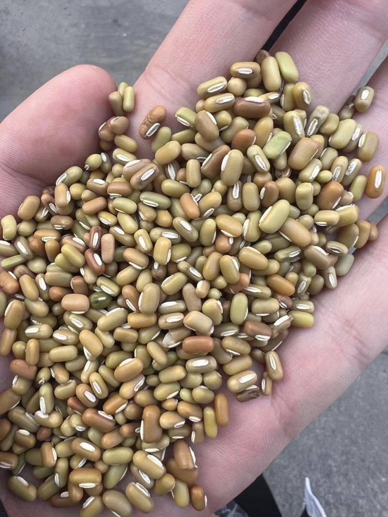 缅甸绿竹豆，青竹豆，大粒包装，小粒包装！商品豆！