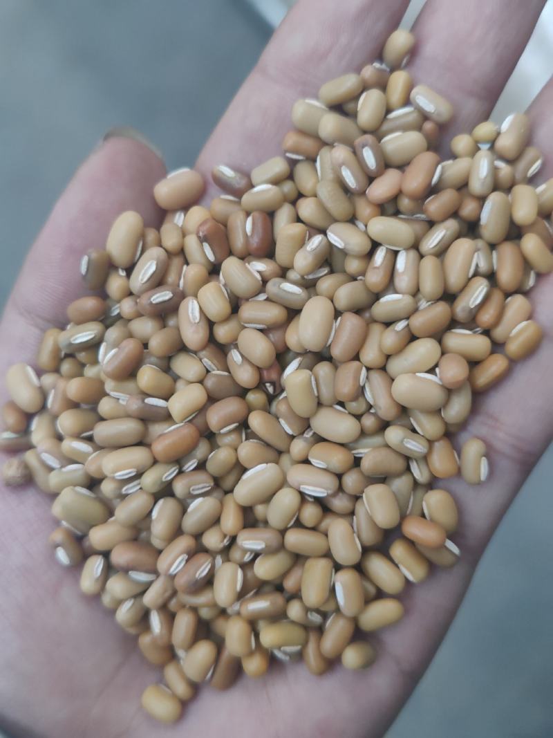 缅甸绿竹豆，青竹豆，大粒包装，小粒包装！商品豆！