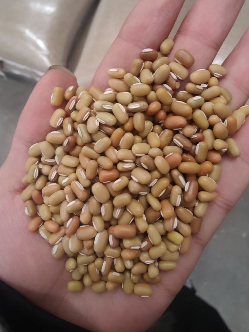 缅甸绿竹豆，青竹豆，大粒包装，小粒包装！商品豆！