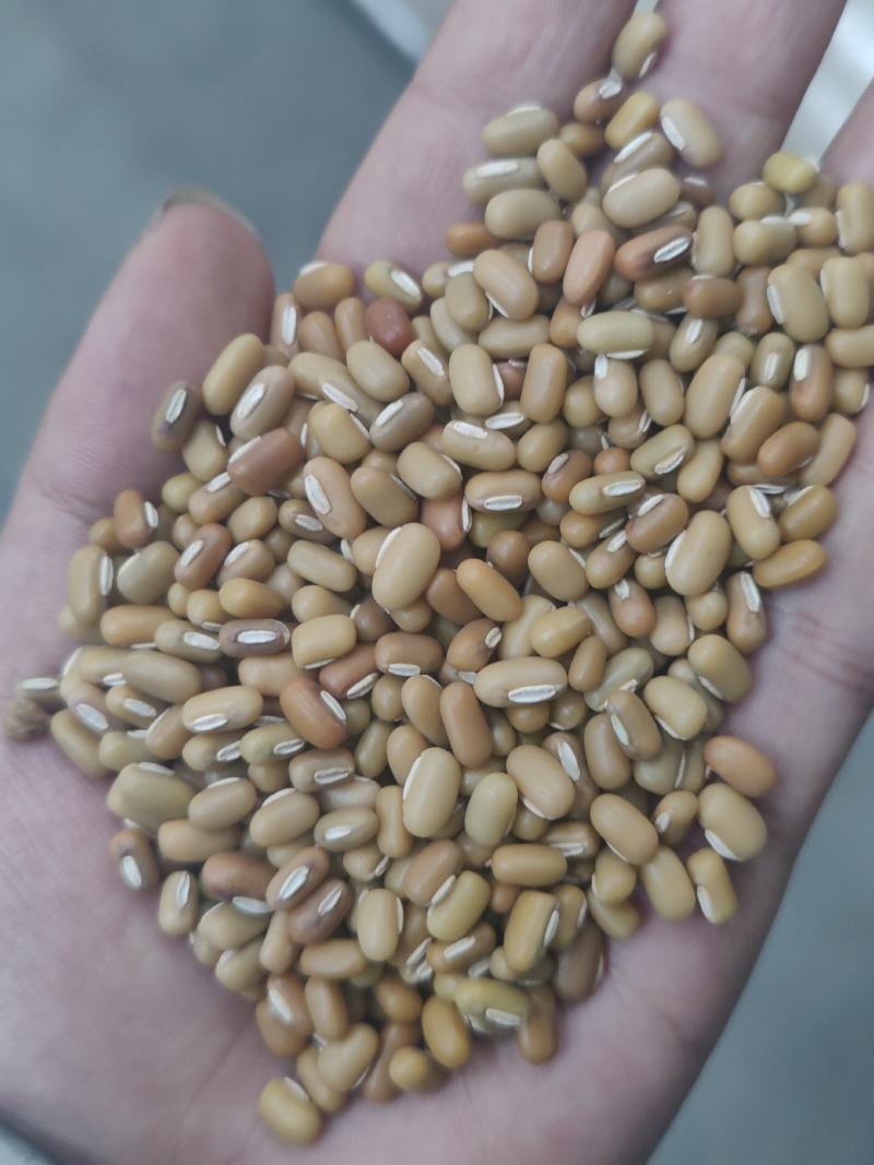 缅甸绿竹豆，青竹豆，大粒包装，小粒包装！商品豆！