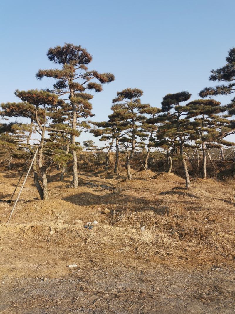 造型油松造型黑松各种园林绿化景观松迎客松