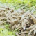 千亩基地供应新鲜黄白肉木薯