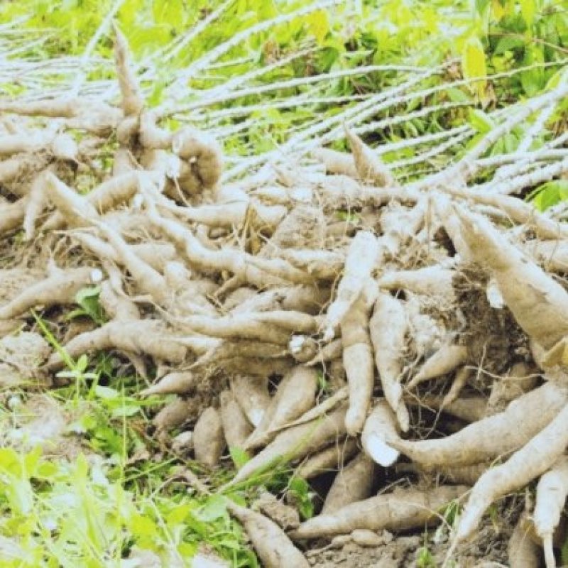 千亩基地供应新鲜黄白肉木薯