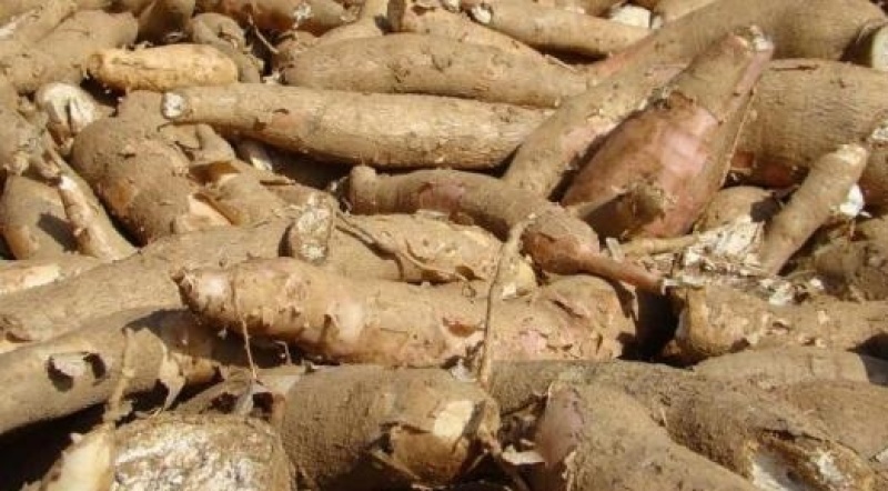 千亩基地供应新鲜黄白肉木薯