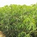 千亩基地供应新鲜黄白肉木薯