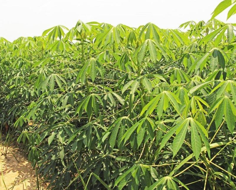 千亩基地供应新鲜黄白肉木薯