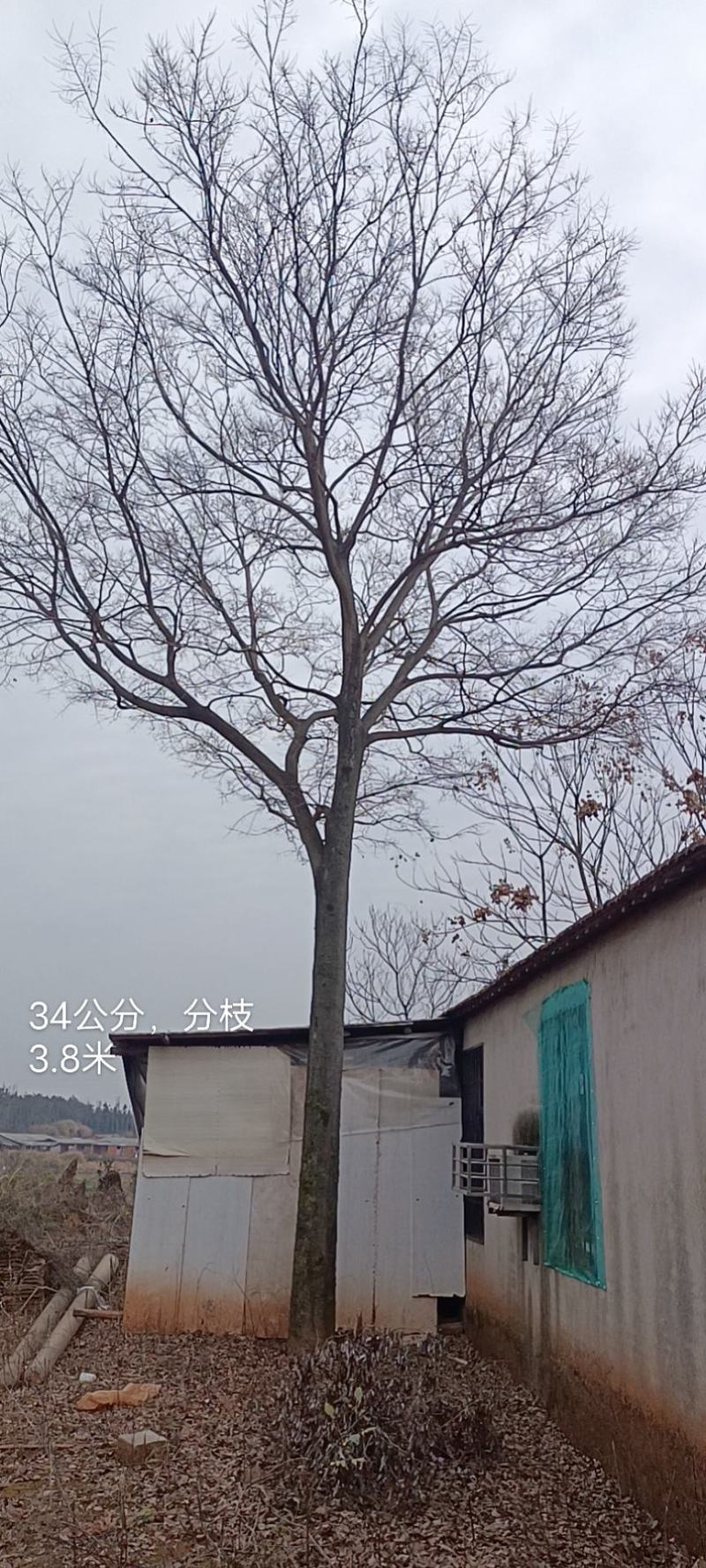 精品丛生朴树，30以上丛生朴树3杆以上丛生朴【鸿洋园艺】