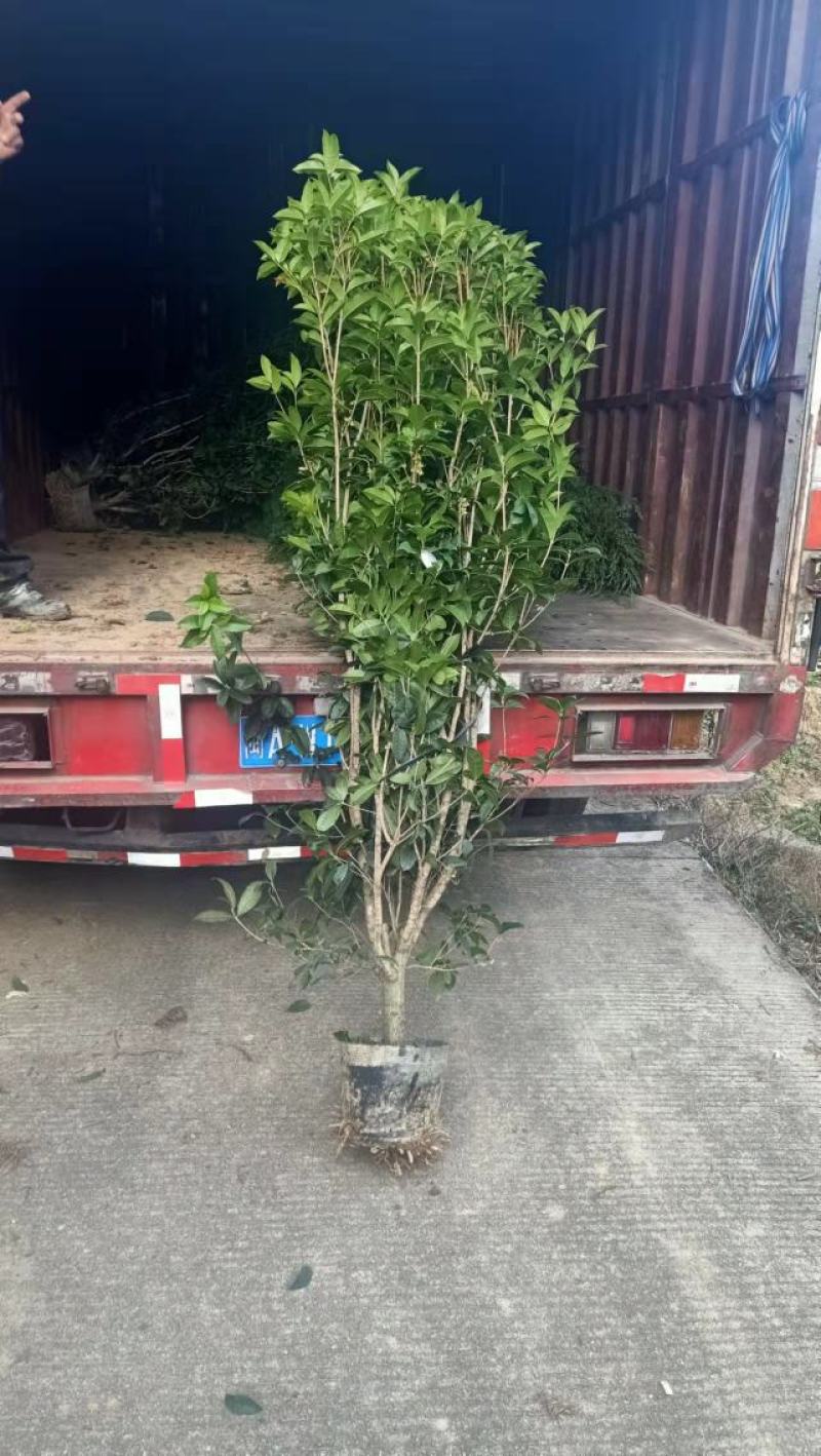 桂花树