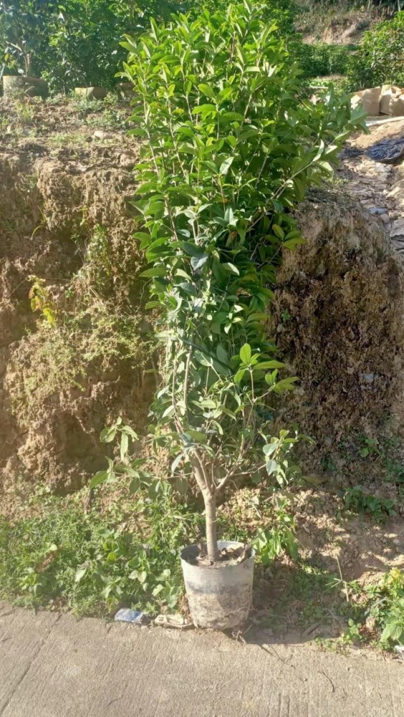 桂花树