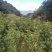 桂花树