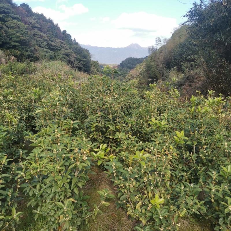 桂花树