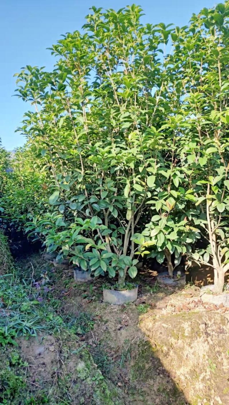 桂花树