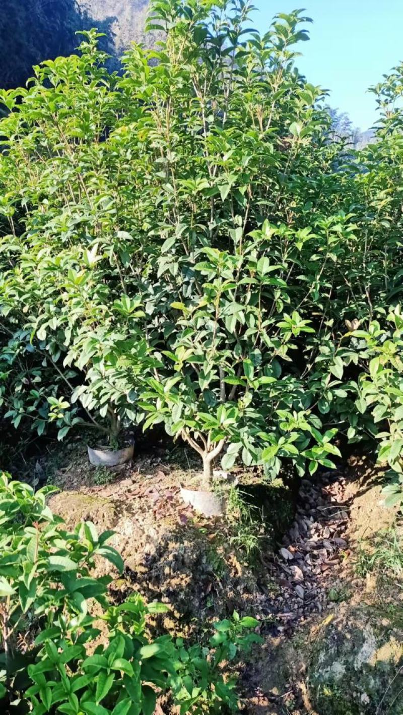 桂花树