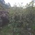 桂花树