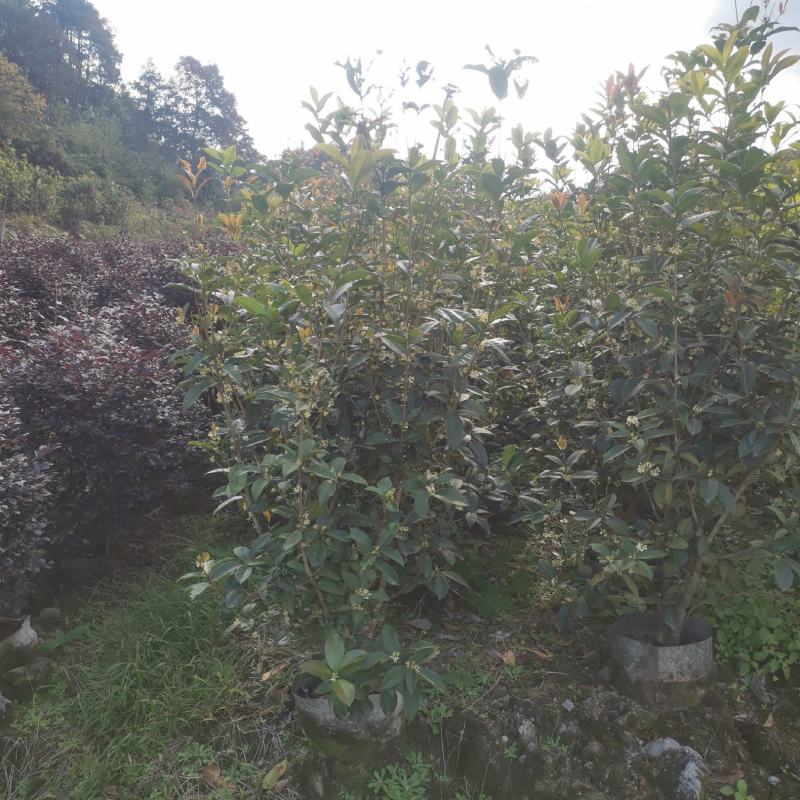 桂花树