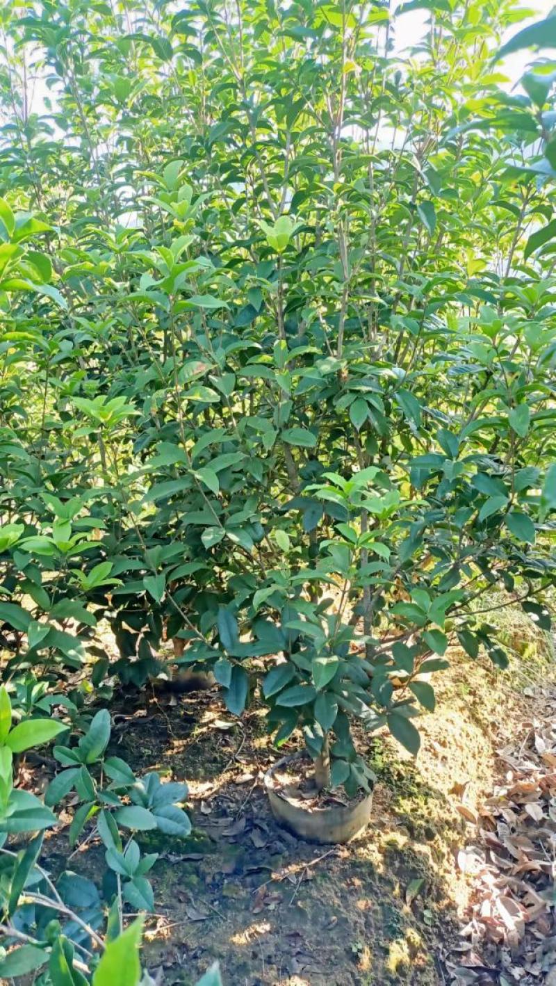 桂花树