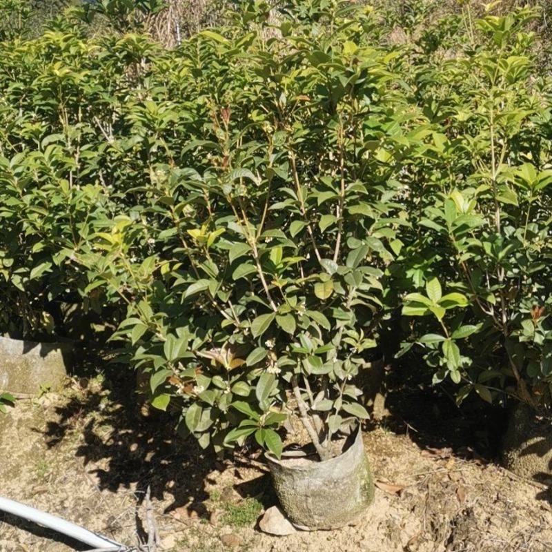 桂花树
