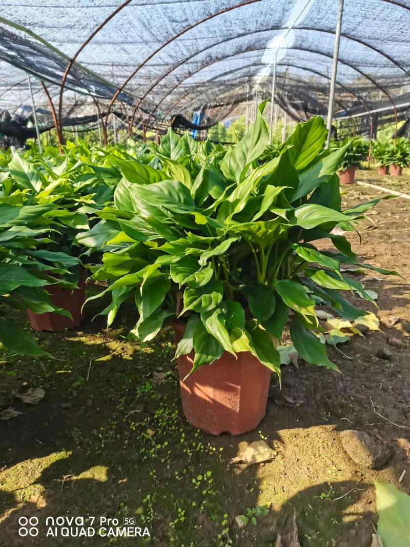 广东万年青佛山基地直销一手货源，长青绿植