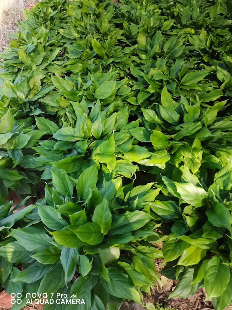 广东万年青佛山基地直销一手货源，长青绿植