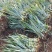 【诚信商家】广东徐闻菠萝苗种植基地直供质量保证一手货源