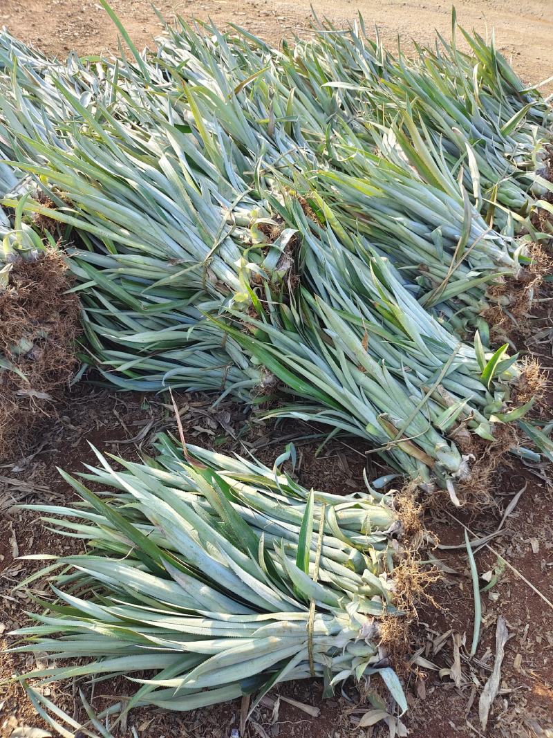 【诚信商家】广东徐闻菠萝苗种植基地直供质量保证一手货源