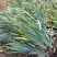【诚信商家】广东徐闻菠萝苗种植基地直供质量保证一手货源
