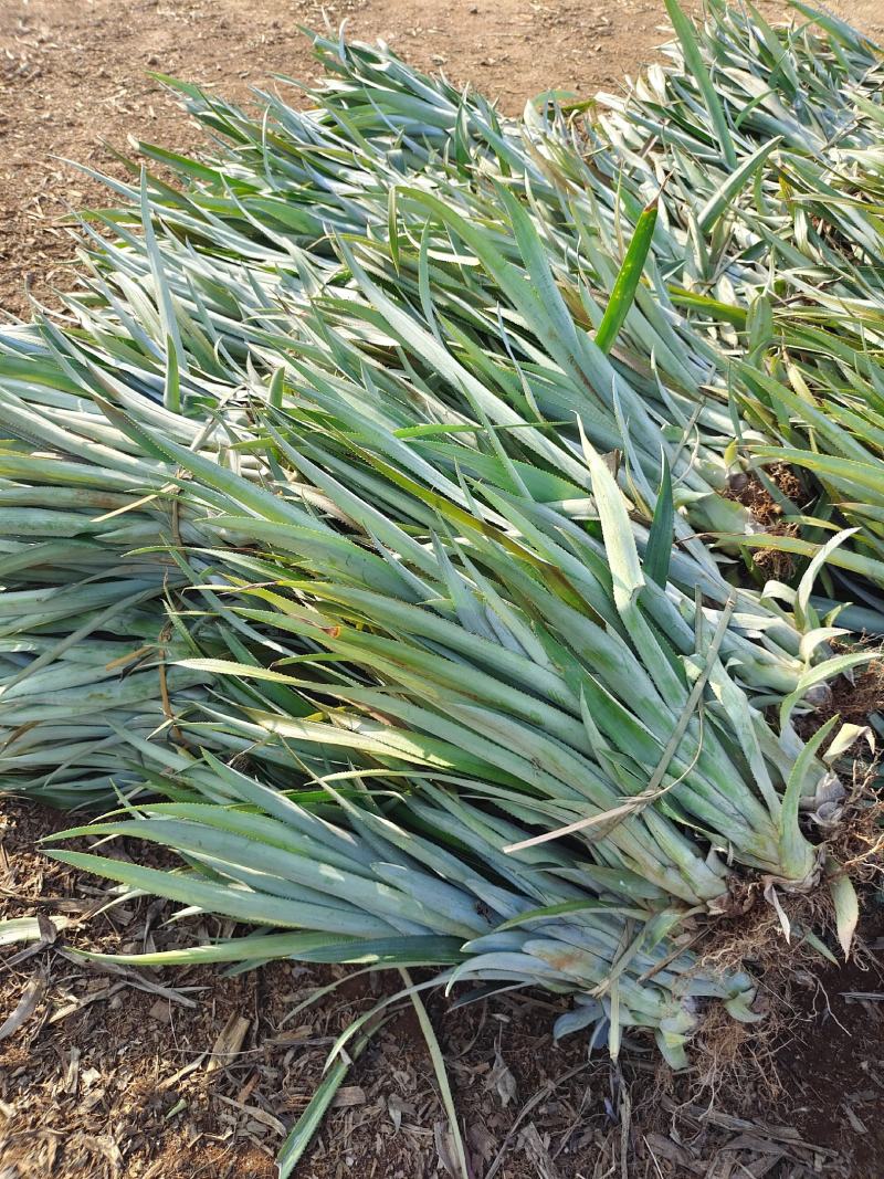 【诚信商家】广东徐闻菠萝苗种植基地直供质量保证一手货源