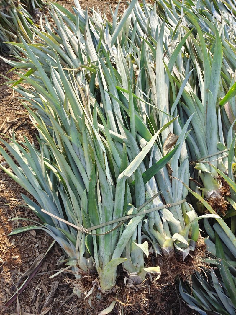 【诚信商家】广东徐闻菠萝苗种植基地直供质量保证一手货源