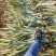 【诚信商家】广东徐闻菠萝苗种植基地直供质量保证一手货源