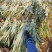 【诚信商家】广东徐闻菠萝苗种植基地直供质量保证一手货源