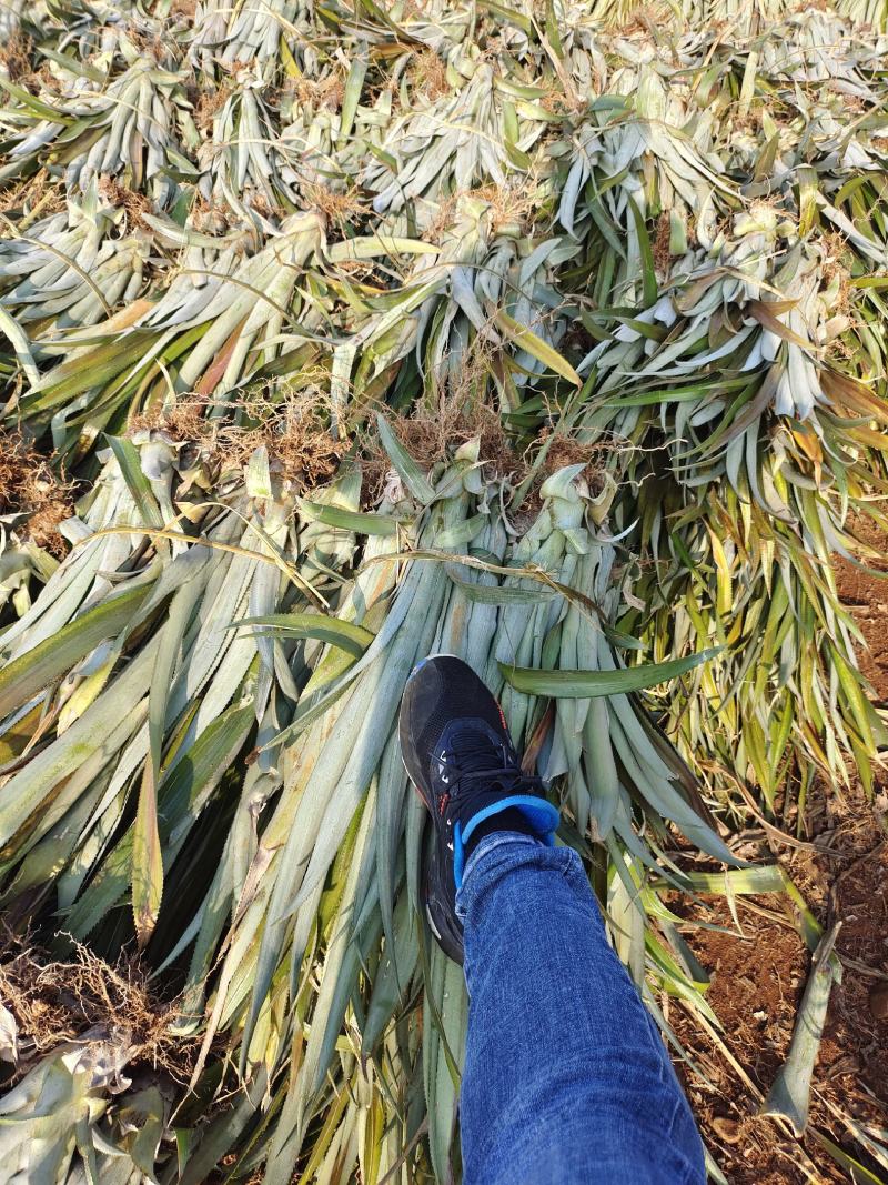 【诚信商家】广东徐闻菠萝苗种植基地直供质量保证一手货源