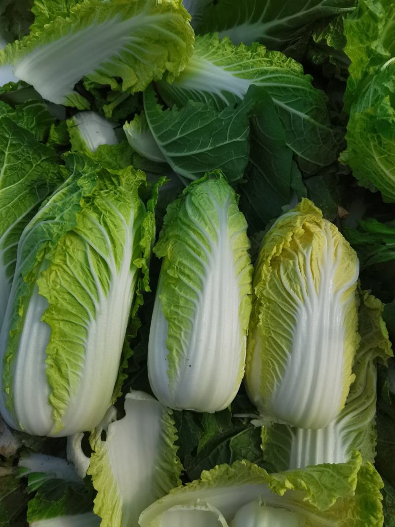 优质娃娃菜大量供应，代发全国，质量保证，