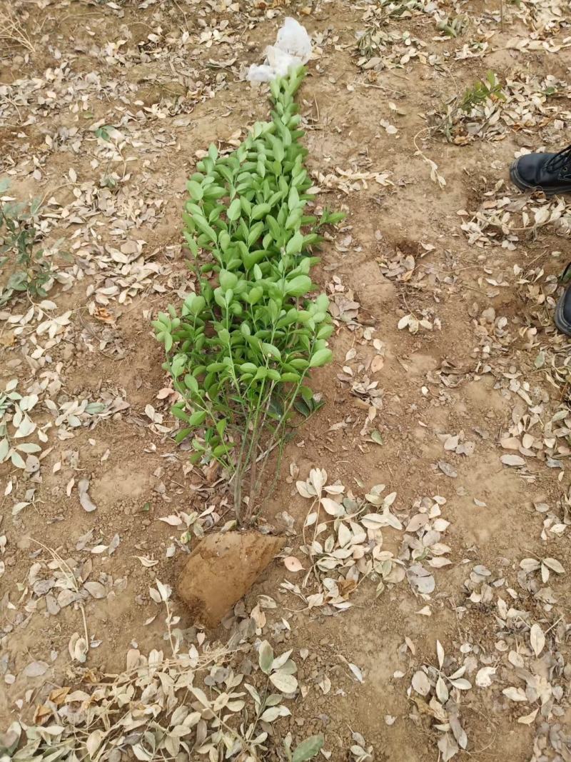 60卫矛装车视频河北绿曦苗圃自家苗圃货源