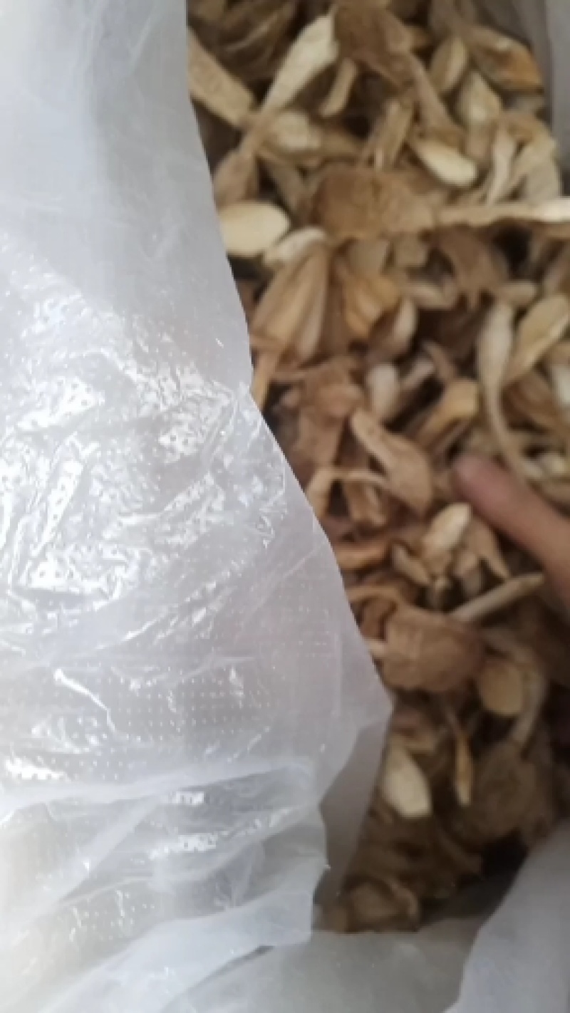 自种的鸡腿菇，质优价廉