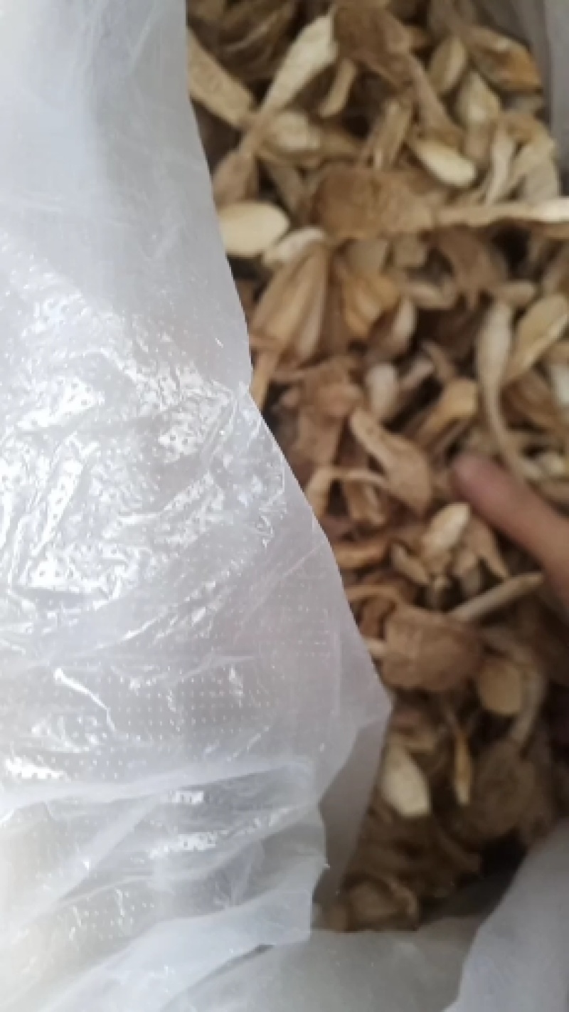 自种的鸡腿菇，质优价廉