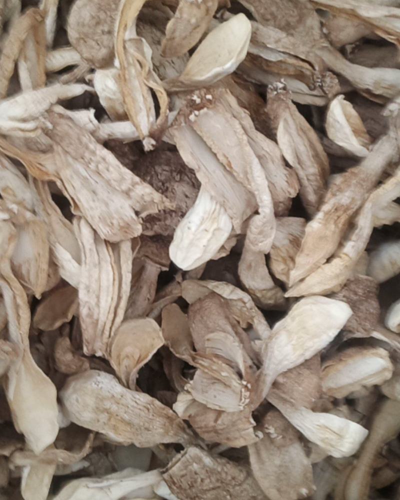 自种的鸡腿菇，质优价廉