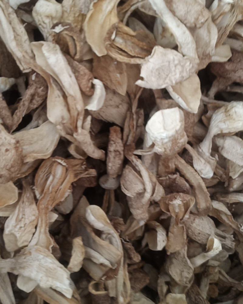 自种的鸡腿菇，质优价廉