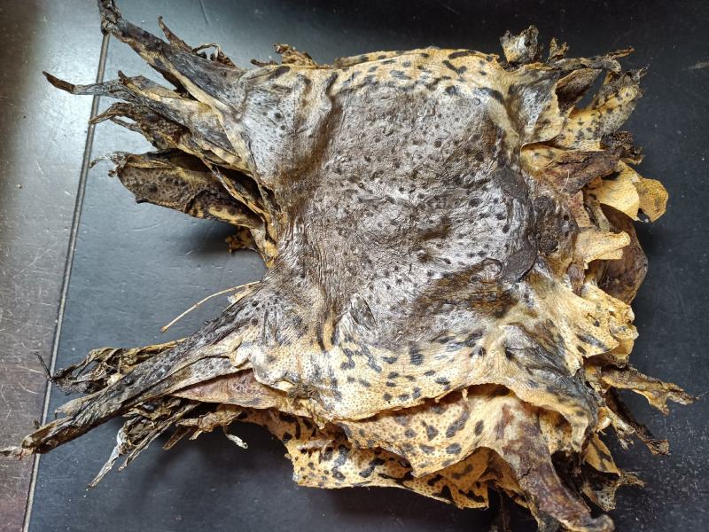 蟾蜍皮整张干货一公斤包邮