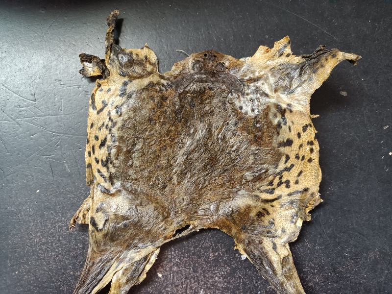 蟾蜍皮整张干货一公斤包邮