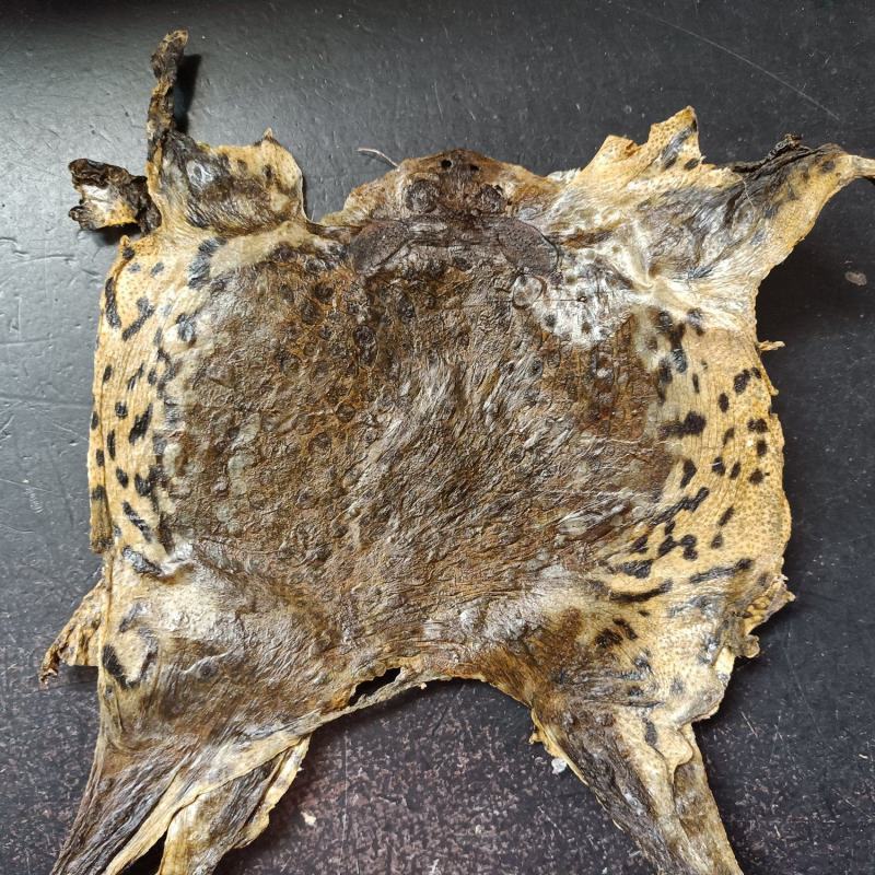 蟾蜍皮整张干货一公斤包邮