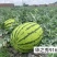 华之秀916西瓜种子大果硒砂瓜双红瓤高产抗病